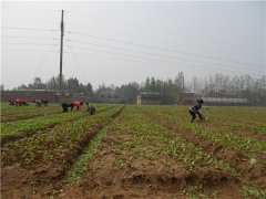 土壤養分速測儀的速測方法是什么？